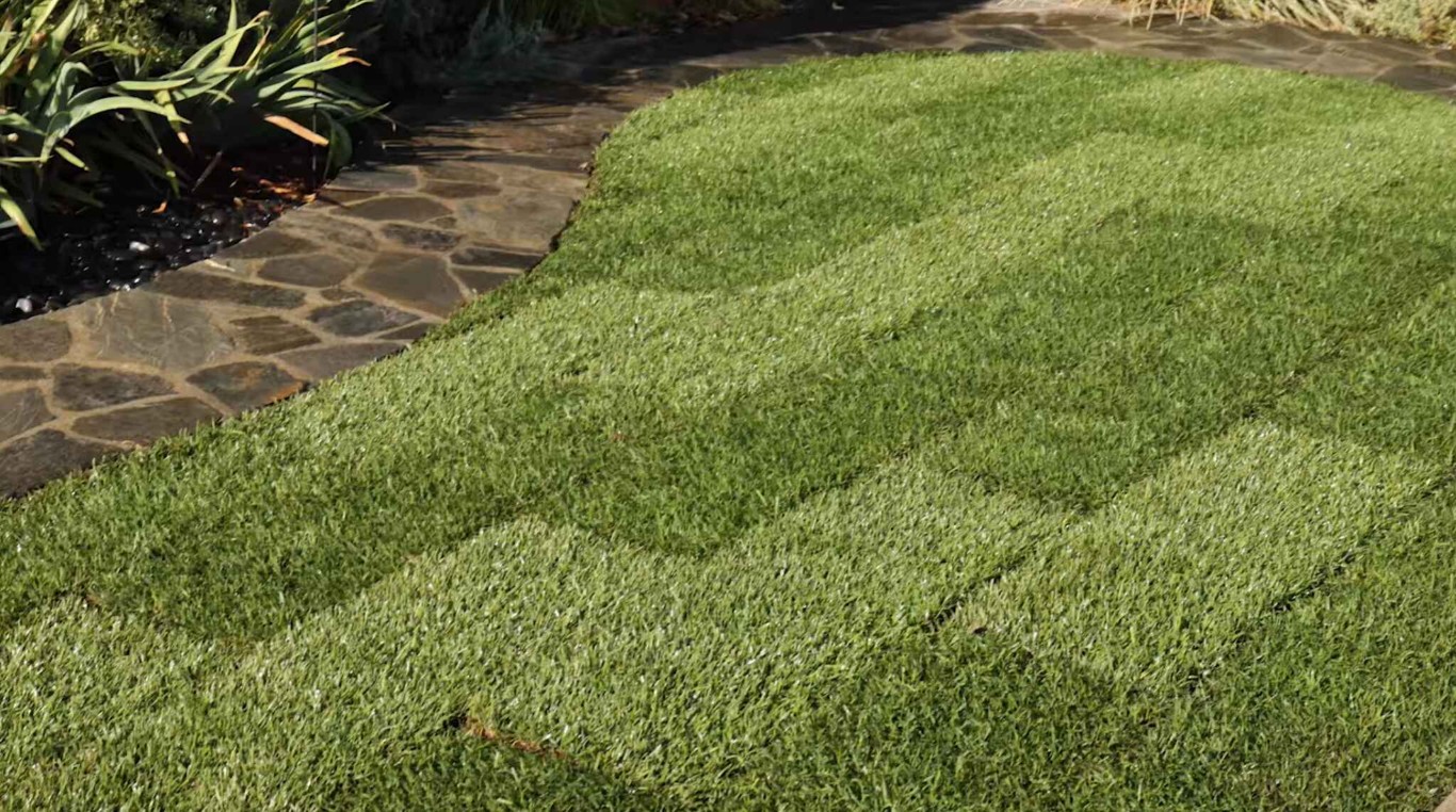 Professional lawn care and maintenance services in Milpitas, CA showing freshly mowed green grass