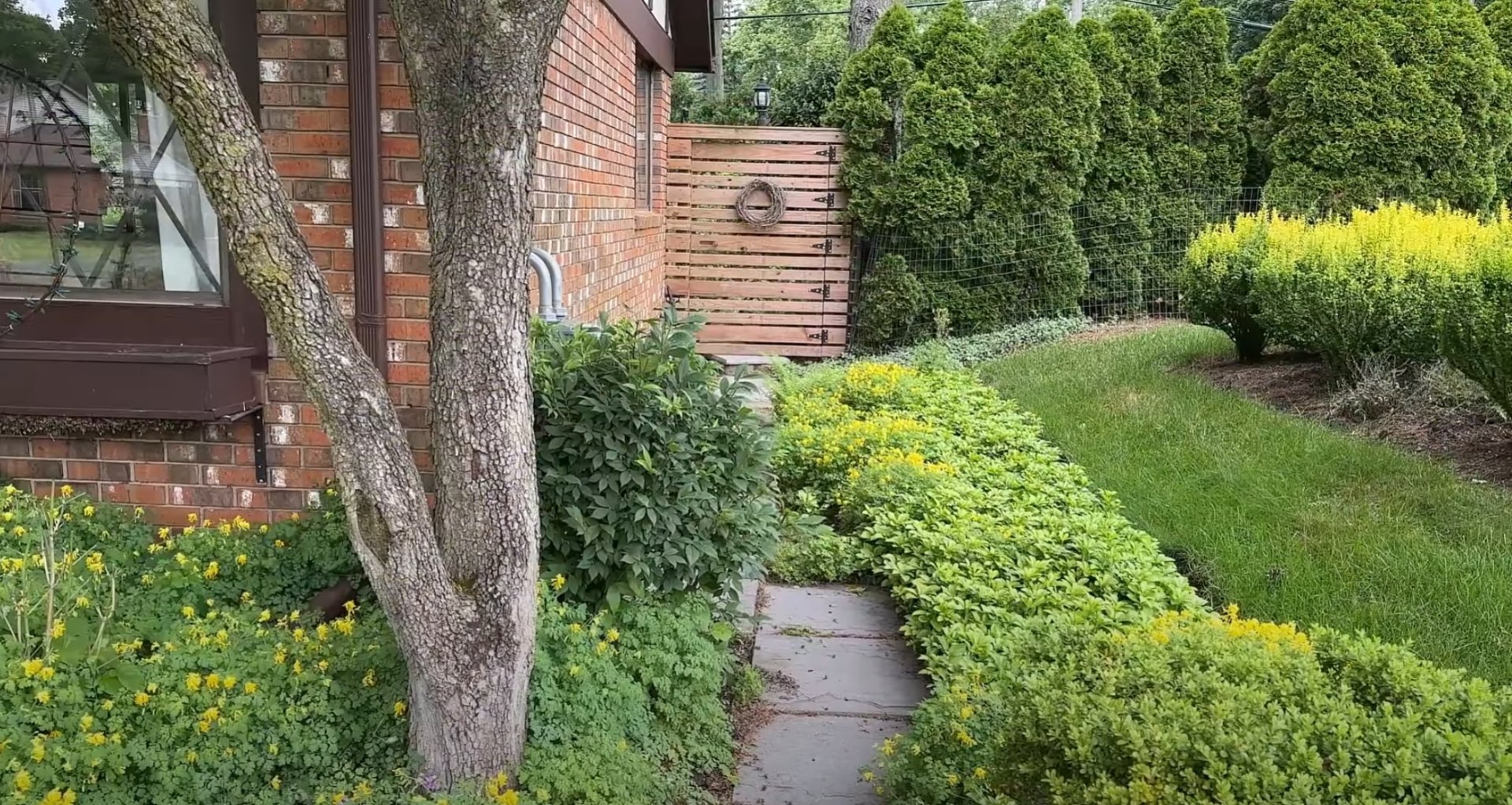 Summer lawn preparation and maintenance for California climate Well-maintained residential landscape with healthy lawn and mature plantings