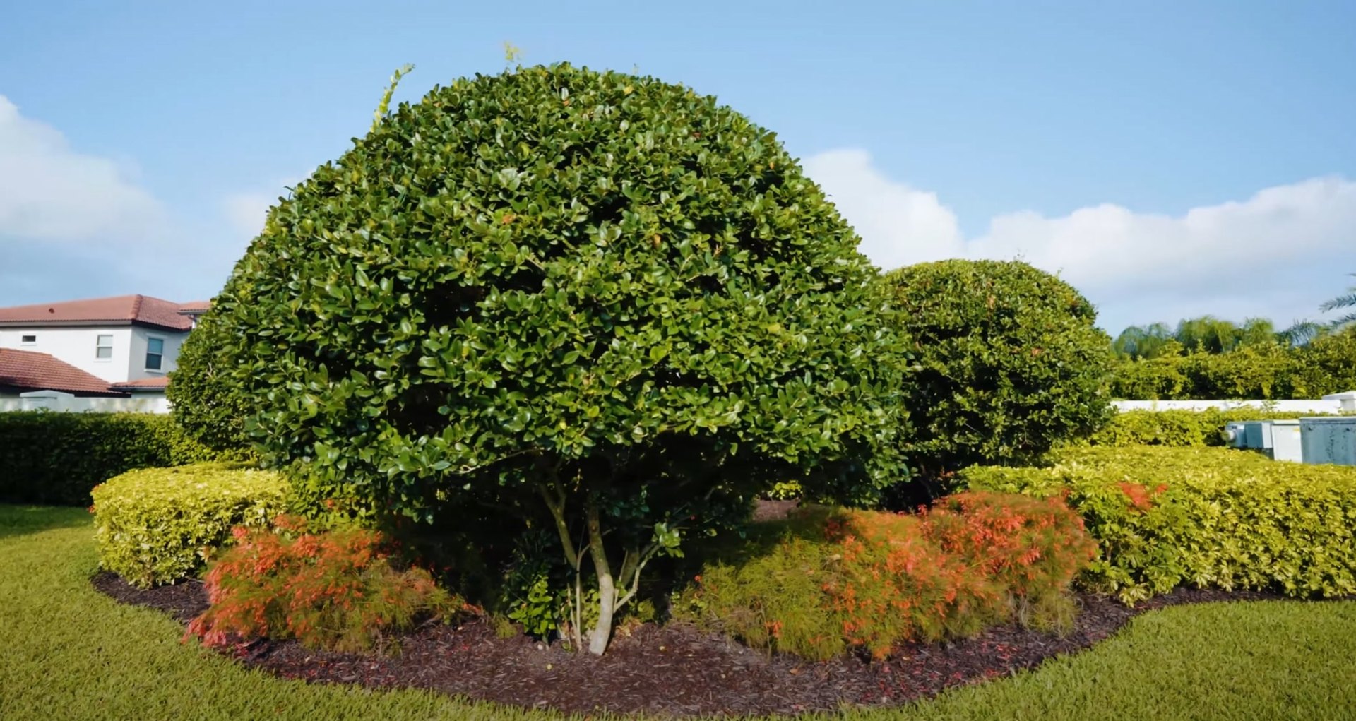 Expert tree and shrub services featuring artistic pruning techniques and seasonal color management Professional shrub and tree pruning display showing expertly shaped ornamental trees with colorful seasonal foliage and mulched beds